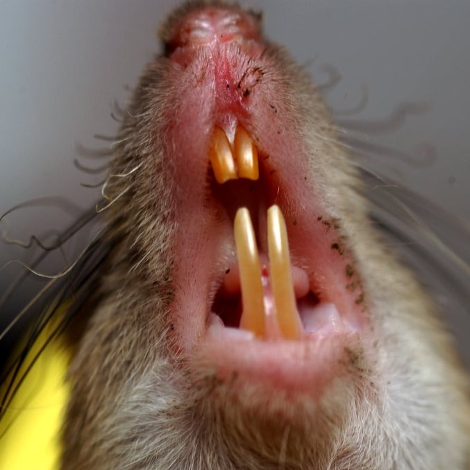 Дератизация крыс в Камышине?